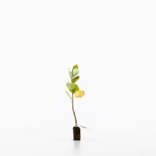 Whitebeam sapling Whitebeam sapling
