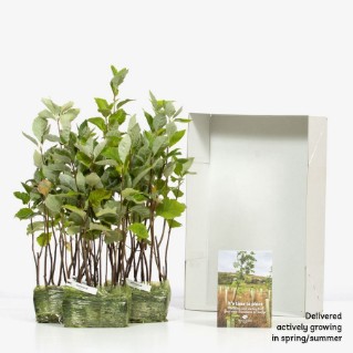 45 whitebeam saplings