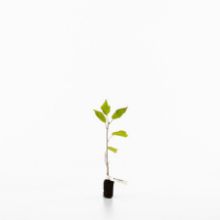 Wild cherry sapling Wild cherry sapling