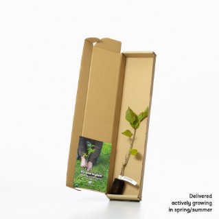 Wild cherry sapling in a box