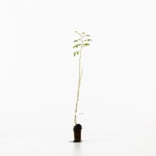 Dog rose sapling Dog rose sapling