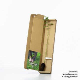 Dog rose sapling in a box