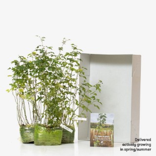 45 Dog rose sapling