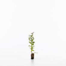 Holly sapling Holly sapling