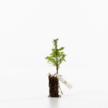 yew sapling yew sapling