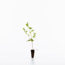 aspen sapling aspen sapling