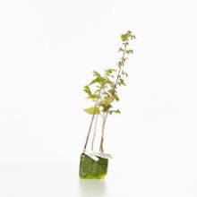 4 saplings 4 saplings