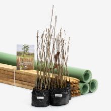 Dormant saplings and tree protection Dormant saplings and tree protection