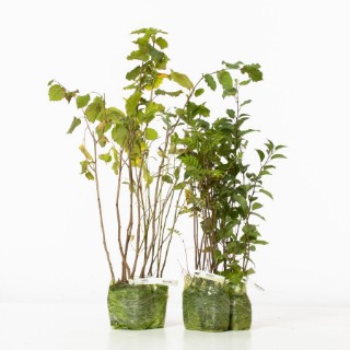Buy Tree Mixes & Packs | Woodland Trust Shop