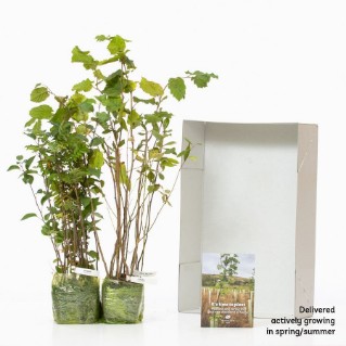 bee friendly mix in packaging