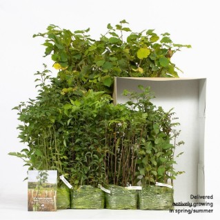 Wild harvest pack of 420 with packaging