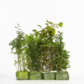 Wild harvest pack of 105