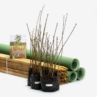 Buy Tree Mixes & Packs | Woodland Trust Shop