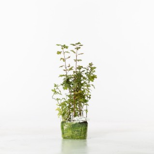 Traditional hedge mix