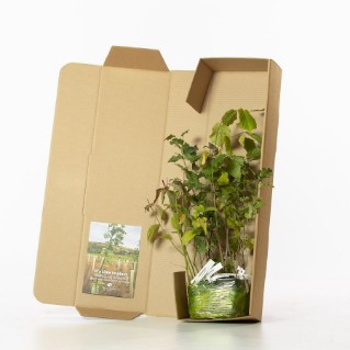Standard hedge mix in packaging