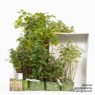 wild wood tree pack 420 in packaging