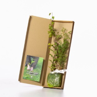 	bundled saplings in a box