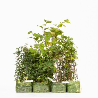 Buy Tree Mixes & Packs | Woodland Trust Shop