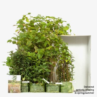 Wildlife tree mix 420 in packaging