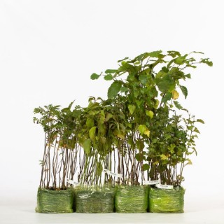 Buy Tree Mixes & Packs | Woodland Trust Shop