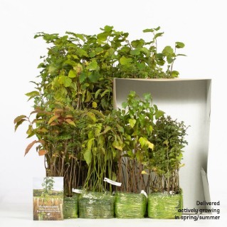 	Year round colour 420 in packaging