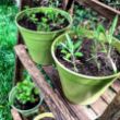 Picture of Woodland Trust mini meadow bamboo pots