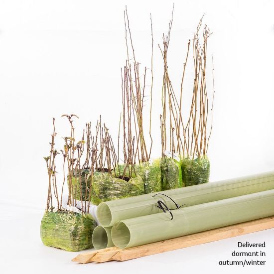 Bundled saplings, tubes and stakes 