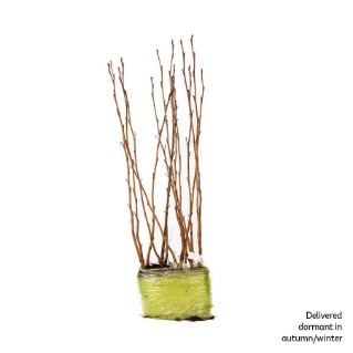 15 dormant alder saplings