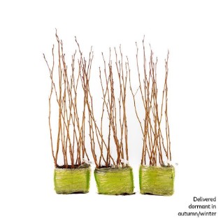 45 dormant alder saplings