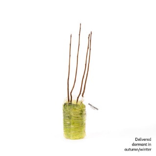 4 Bird cherry saplings