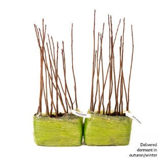 30 Bird cherry saplings