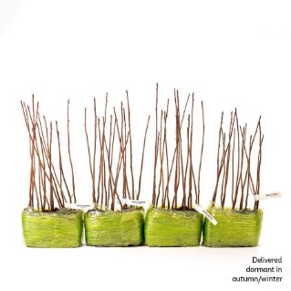 60 Bird cherry saplings