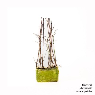 15 Blackthorn saplings