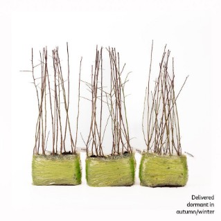 45 Blackthorn saplings