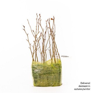 15 Common beech saplings