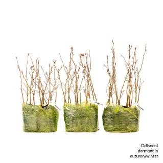 45 Common beech saplings