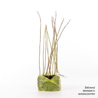 15  Dormant Common osier saplings