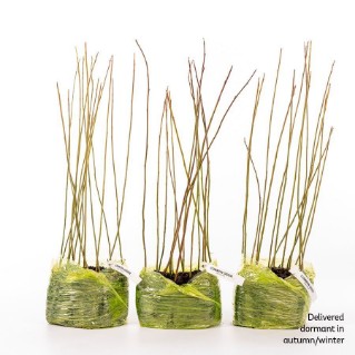 45  Dormant Common osier saplings