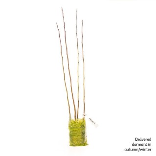 4 dormant crab apple saplings