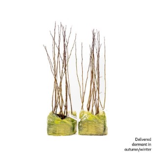 30 dormant crab apple saplings