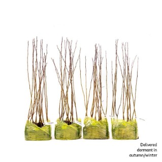 60 dormant crab apple saplings