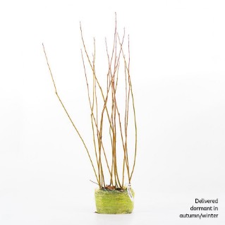 15 crack willow saplings