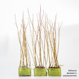 45 Dormant crack willow saplings