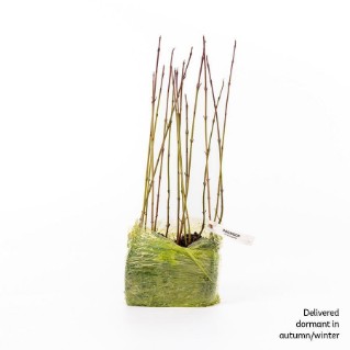 15 dormant dogwood saplings