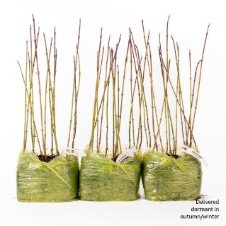 45 dormant dogwood saplings