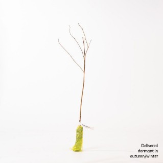 Dormant downy birch sapling