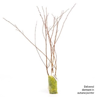 4 Dormant downy birch saplings