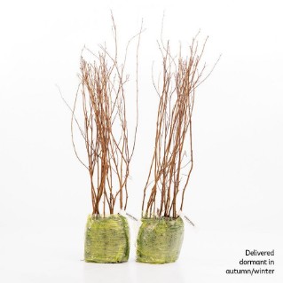 30 Dormant downy birch saplings