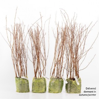 60 Dormant downy birch saplings