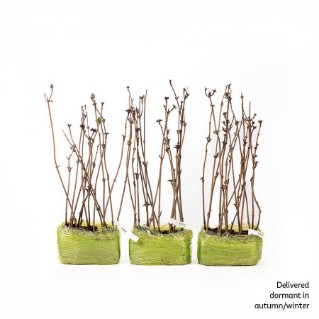 45 dormant elder saplings